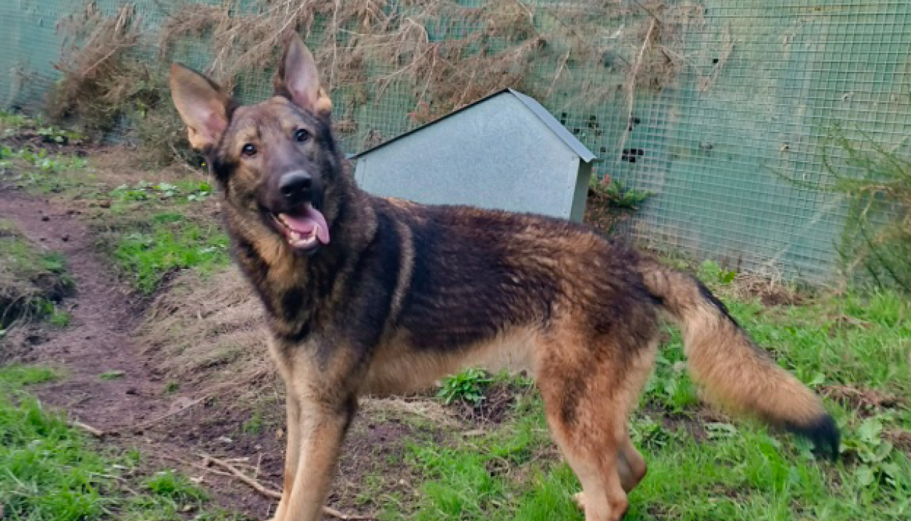 Lobo, otro perrito en adopciu00f3n 