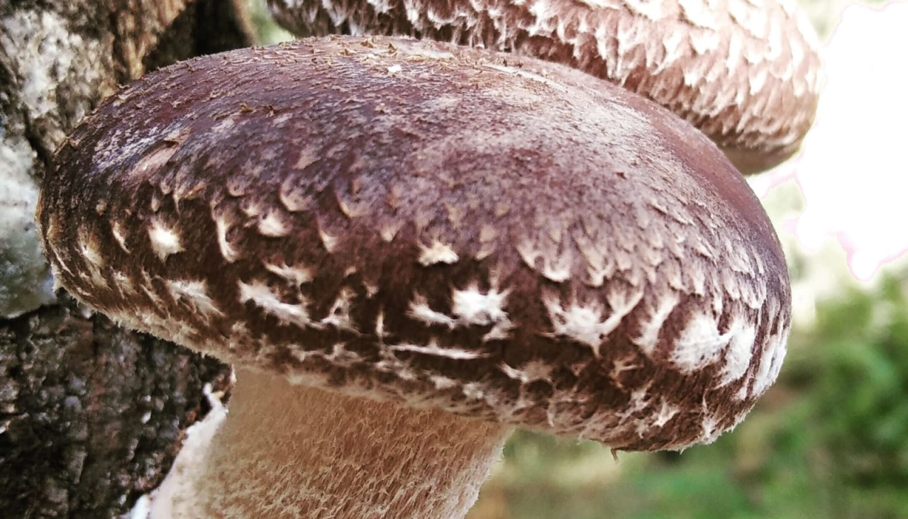 Setabella shiitake As Pontes2