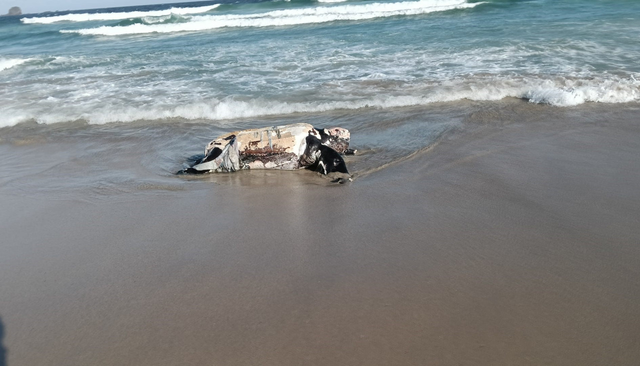 Tortuga que apareció la mañana de este de domingo en la playa ferrolana