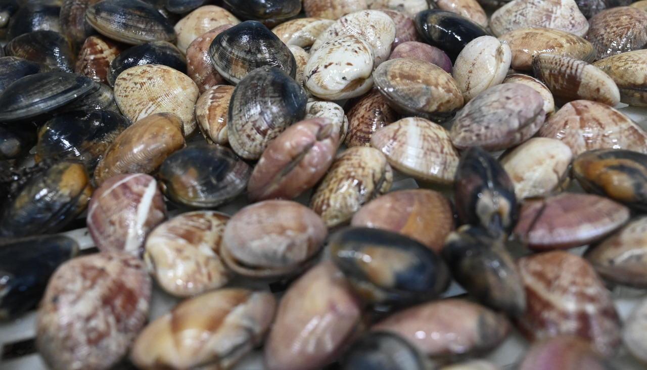 Imagen de archivo de almeja de la ría