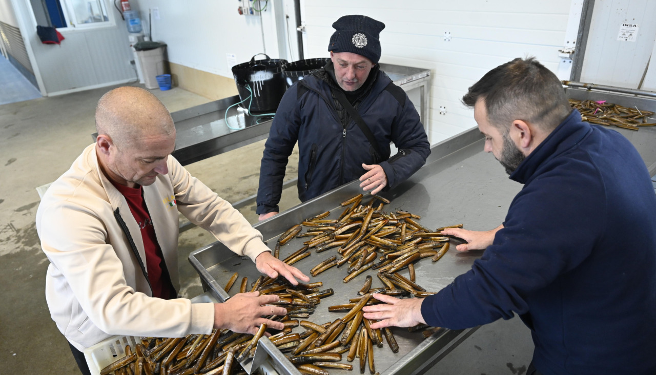 La cofradía de Ferrol vendió bivalvo en gran cantidad