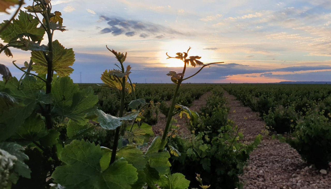Viñedos de Bodegas Naia, en la provincia de Valladolid, que destacan por la gran versatilidad de la variedad Verdejo