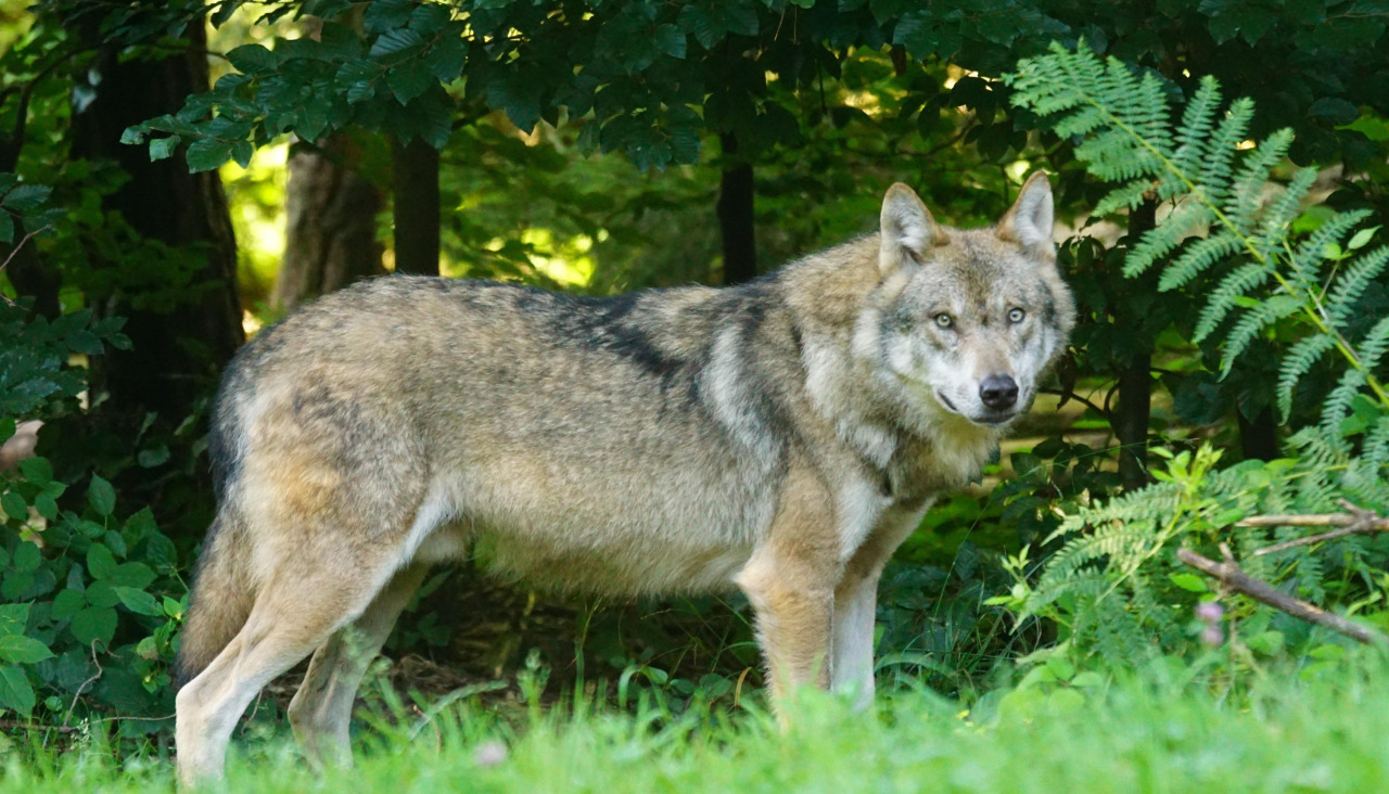 Un lobo ibérico captado en Cantabria