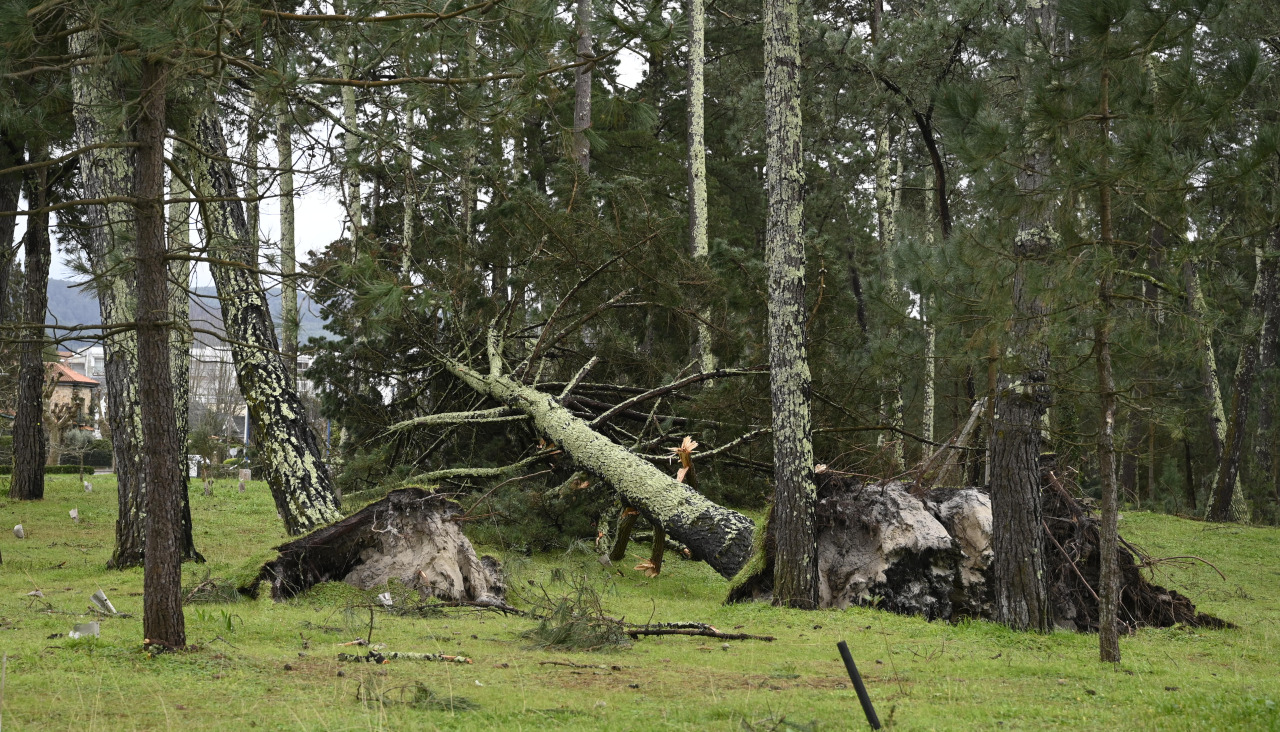 Árboles caídos en el pinar de Cabanas