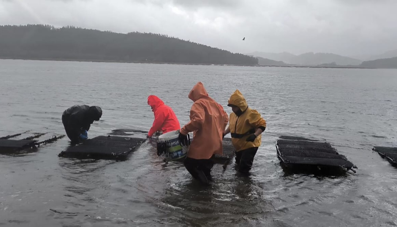 Las mariscadoras locales adquirieron 210 kilos de semilla de almeja japonesa 
