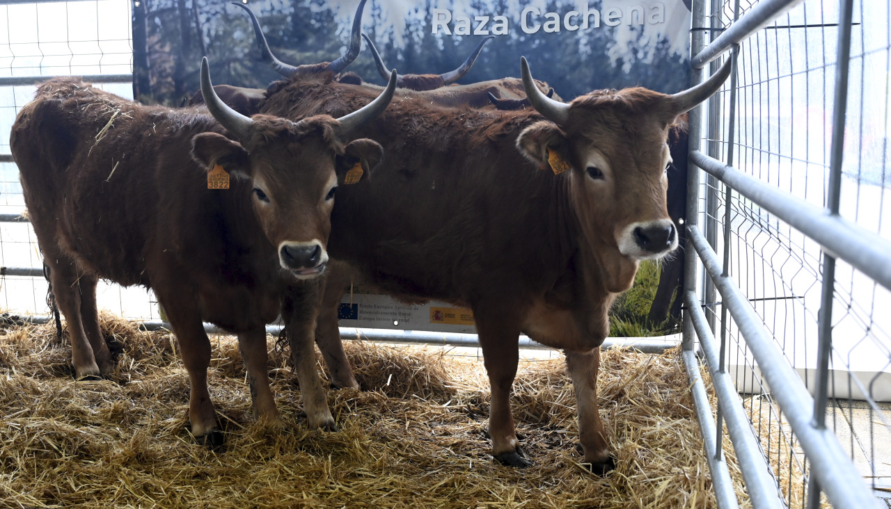 Feira do Grelo As Pontes