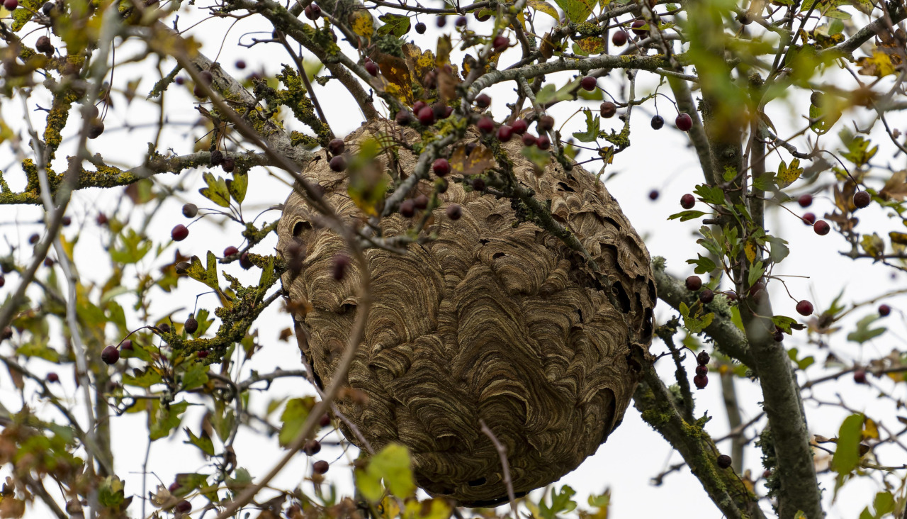 Nido de avispa velutina