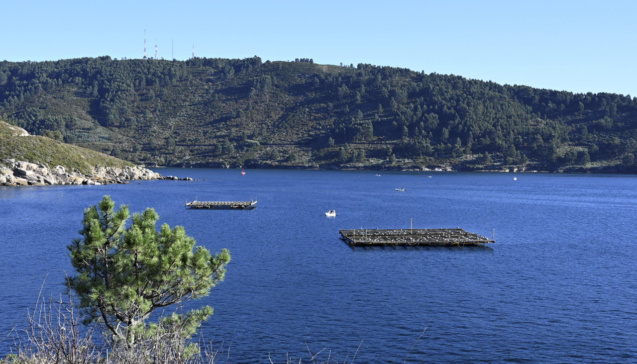 Batea de depuración