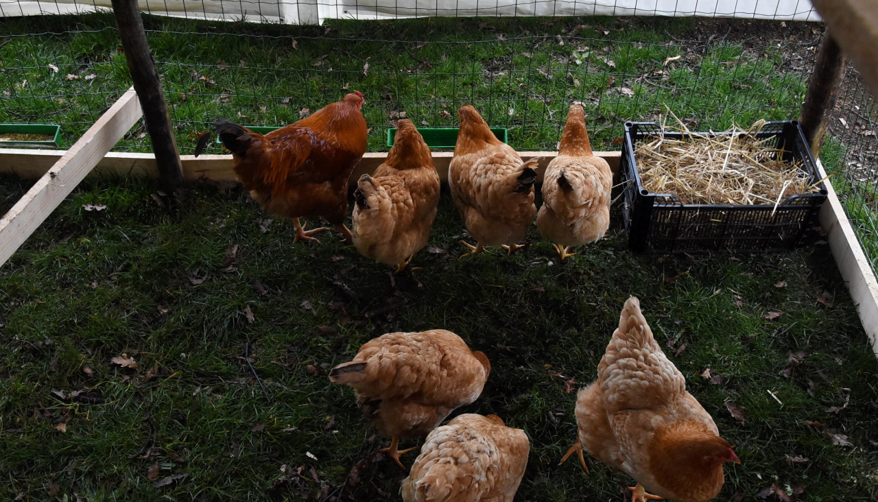 Gallinas encerradas, en una imagen de archivo