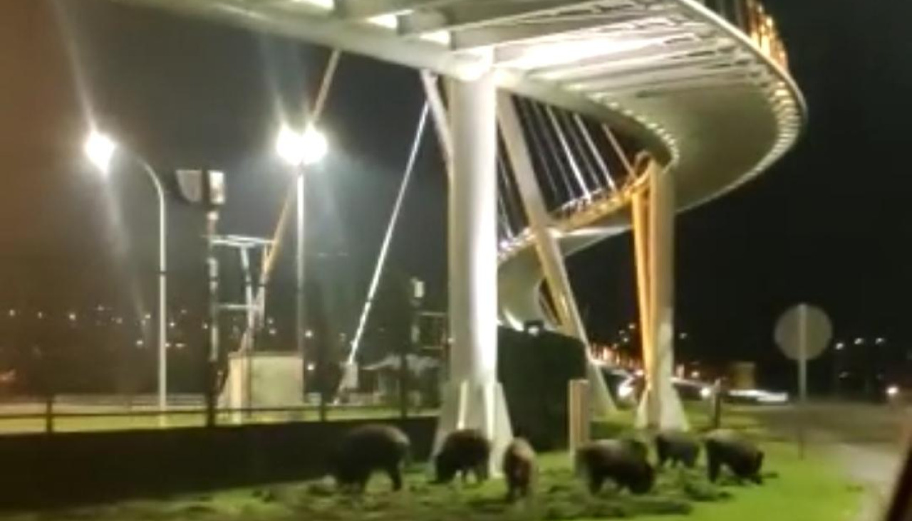 Captura de vídeo de un grupo de jabalíes en el puerto de Ferrol