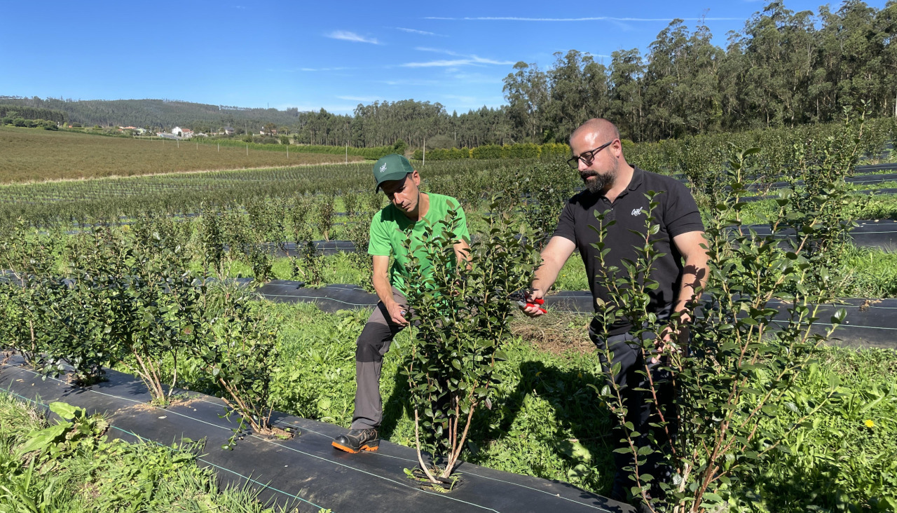 Recogida de arándanos en Cerdido