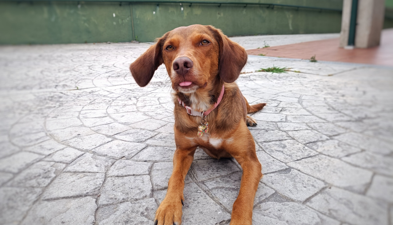 Croqueta, usuaria habitual del parque del Diapasón
