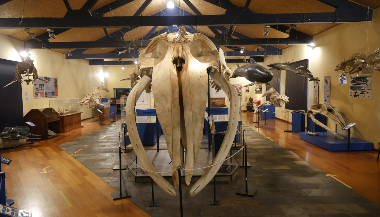 SGHN esqueleto ballena