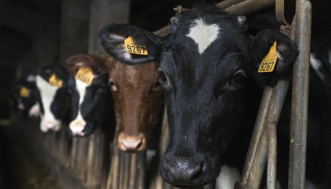 vacas