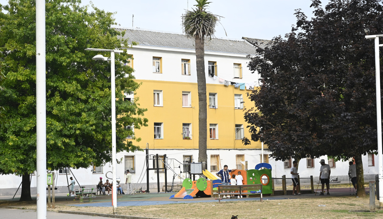 Palmera en la plaza de Sevilla