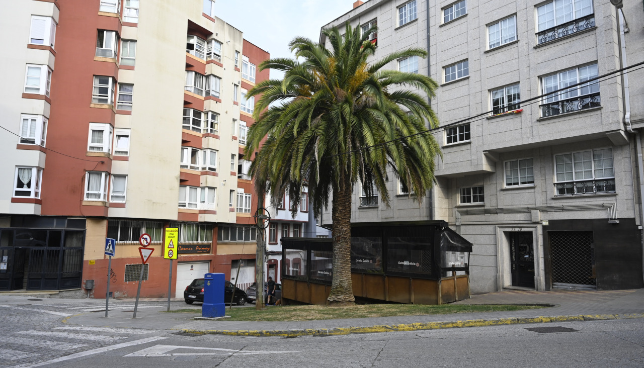 Palmera en la calle Coruña