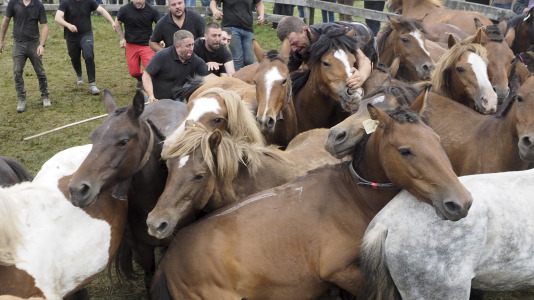 Rapa das bestas A Capelada Cedeira (Jorge Meis) (60)