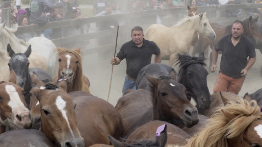 Rapa das bestas A Capelada Cedeira (Jorge Meis) (52)