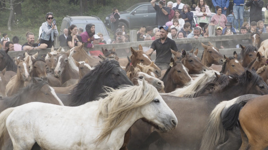 Rapa das bestas A Capelada Cedeira (Jorge Meis) (71)