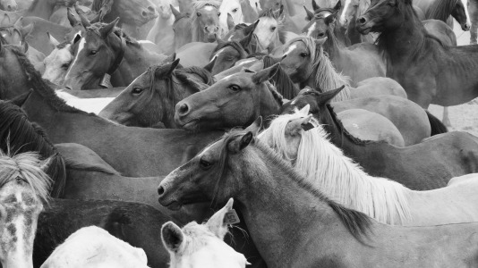 Rapa das bestas A Capelada Cedeira (Jorge Meis) (76)