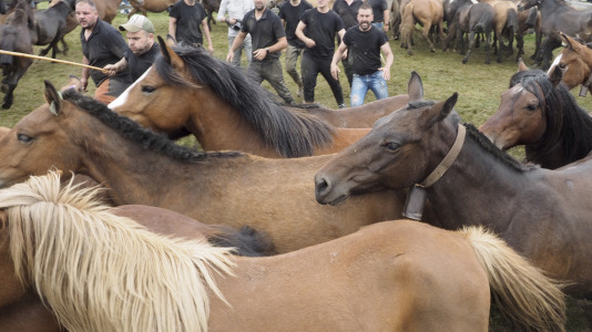 Rapa das bestas A Capelada Cedeira (Jorge Meis) (59)