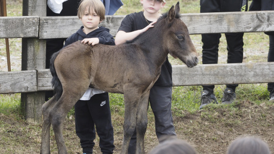 Rapa das bestas A Capelada Cedeira (Jorge Meis) (57)