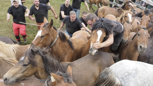 Rapa das bestas A Capelada Cedeira (Jorge Meis) (61)