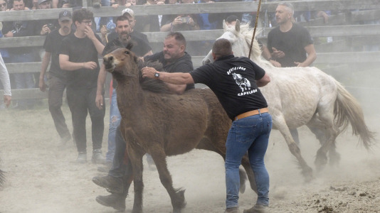 Rapa das bestas A Capelada Cedeira (Jorge Meis) (43)