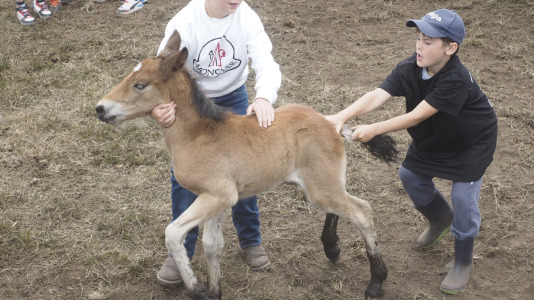 Rapa das bestas A Capelada Cedeira (Jorge Meis) (29)
