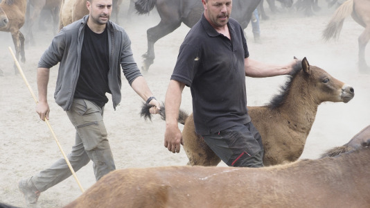 Rapa das bestas A Capelada Cedeira (Jorge Meis) (24)