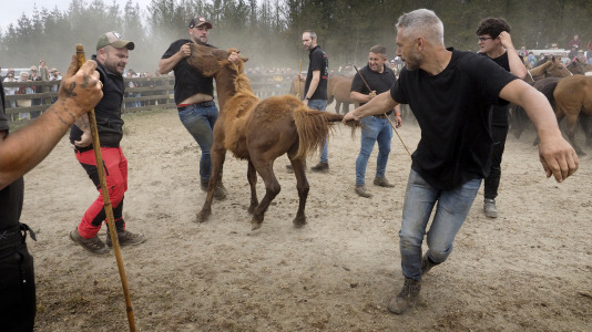 Rapa das bestas A Capelada Cedeira (Jorge Meis) (37)