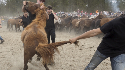 Rapa das bestas A Capelada Cedeira (Jorge Meis) (38)