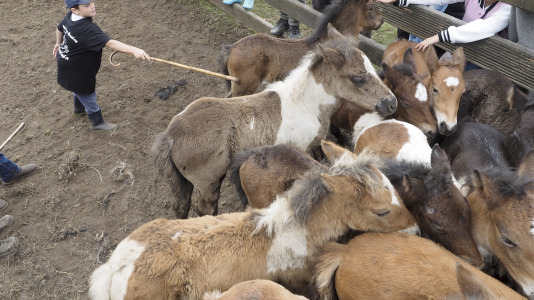 Rapa das bestas A Capelada Cedeira (Jorge Meis) (28)