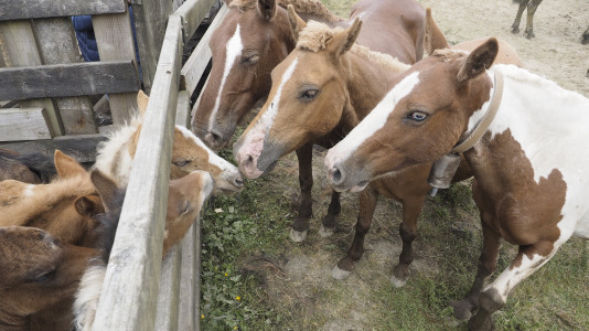 Rapa das bestas A Capelada Cedeira (Jorge Meis) (27)