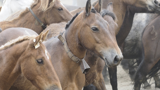 Rapa das bestas A Capelada Cedeira (Jorge Meis) (19)