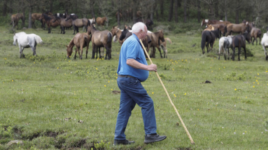 Rapa das bestas A Capelada Cedeira (Jorge Meis) (3)