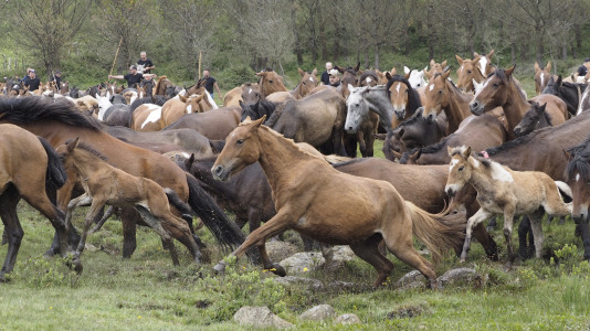 Rapa das bestas A Capelada Cedeira (Jorge Meis) (7)