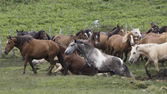 Rapa das bestas A Capelada Cedeira (Jorge Meis) (6)