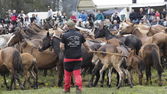 Rapa das bestas A Capelada Cedeira (Jorge Meis) (12)