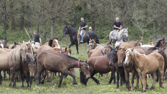 Rapa das bestas A Capelada Cedeira (Jorge Meis) (5)