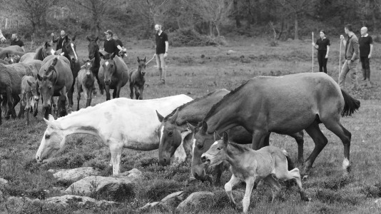 Rapa das bestas A Capelada Cedeira (Jorge Meis) (8)