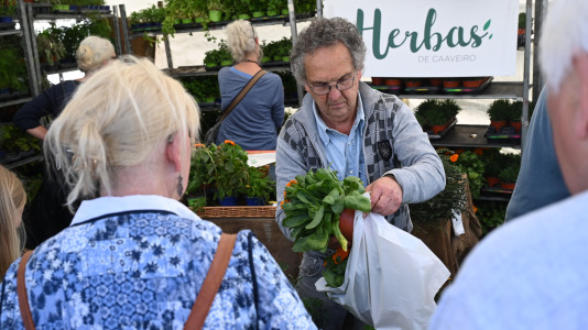 Feira plantación 2026