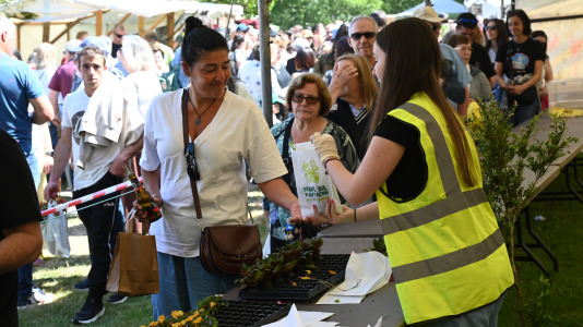Feira plantación 2026