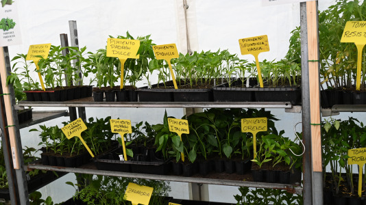Feira plantación 2026