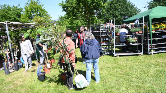 Feira plantación 2026