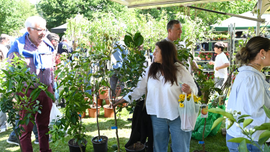 Feira plantación 2026