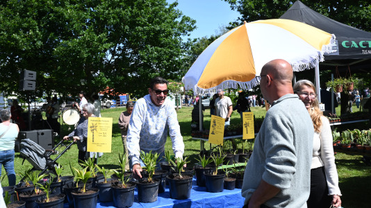 Feira plantación 2026