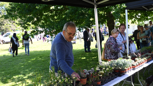 Feira plantación 2026