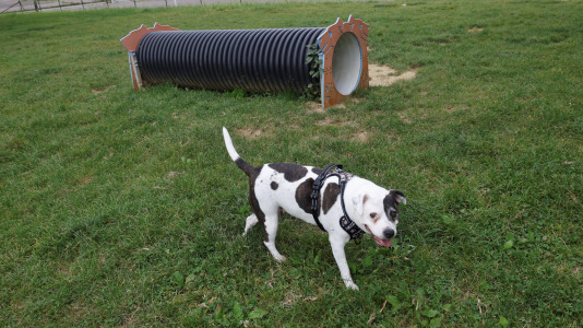 Parque Canino del Bertón