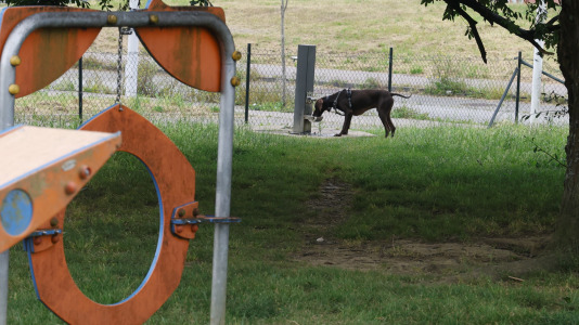 Parque Canino del Bertón